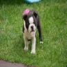 images/B_Wurf/7_Woche/Basco-4.jpg
