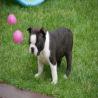 images/B_Wurf/7_Woche/Basco-7.jpg