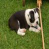 images/B_Wurf/7_Woche/Best-Emil-2.jpg