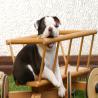 images/B_Wurf/7_Woche/Best-Emil-3.jpg