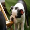 images/B_Wurf/7_Woche/Best-Emil-4.jpg