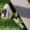 images/B_Wurf/7_Woche/Best-Emil-6.jpg