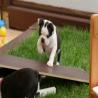 images/B_Wurf/7_Woche/Best-Emil-7.jpg