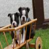 images/B_Wurf/7_Woche/Billie_Basco.jpg