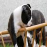 images/B_Wurf/7_Woche/Billie_Jo-1.jpg