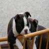 images/B_Wurf/7_Woche/Billie_Jo-2.jpg