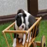 images/B_Wurf/7_Woche/Billie_Jo-3.jpg