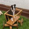 images/B_Wurf/7_Woche/Billie_Jo-5.jpg