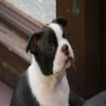 images/B_Wurf/7_Woche/Billie_Jo-6.jpg