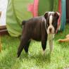images/B_Wurf/7_Woche/Billie_Jo-7.jpg