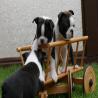 images/B_Wurf/7_Woche/Schnappschuesse-1.jpg