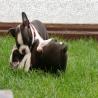 images/B_Wurf/7_Woche/Schnappschuesse-16.jpg