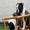 images/B_Wurf/7_Woche/Schnappschuesse-2.jpg