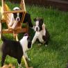 images/B_Wurf/7_Woche/Schnappschuesse-3.jpg