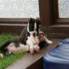 images/B_Wurf/7_Woche/Schnappschuesse-7.jpg