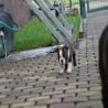 images/C_Wurf/C_Welpen/7_Woche/Caesar-10.jpg