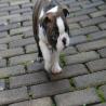 images/C_Wurf/C_Welpen/7_Woche/Caesar-9.jpg