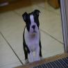 images/C_Wurf/C_Welpen/7_Woche/Cleopatra-1.jpg