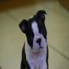 images/C_Wurf/C_Welpen/7_Woche/Cleopatra-2.jpg
