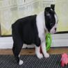 images/C_Wurf/C_Welpen/7_Woche/Cleopatra-4.jpg