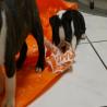 images/C_Wurf/C_Welpen/7_Woche/Cleopatra-9.jpg