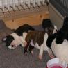 images/C_Wurf/C_Welpen/7_Woche/Schnappschuesse-2.jpg