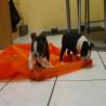 images/C_Wurf/C_Welpen/7_Woche/Schnappschuesse-3.jpg
