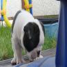 images/D_Wurf/6_Woche/Frieda_11.jpg