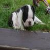 images/D_Wurf/6_Woche/Frieda_3.jpg