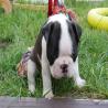 images/D_Wurf/6_Woche/Frieda_8.jpg