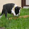 images/E_Wurf/Welpen/7_Woche/Ella_15.jpg