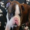 images/E_Wurf/Welpen/7_Woche/Murphy_1.jpg