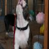 images/E_Wurf/Welpen/7_Woche/Murphy_12.jpg