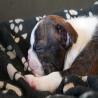images/E_Wurf/Welpen/7_Woche/Murphy_2.jpg
