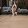 images/E_Wurf/Welpen/7_Woche/Murphy_8.jpg