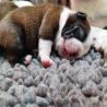 images/F_Wurf/Welpenbilder/IMG-20220722-WA0001.jpg