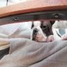 images/F_Wurf/Welpenbilder/IMG-20220928-WA0011.jpg