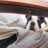 images/F_Wurf/Welpenbilder/IMG-20220928-WA0012.jpg