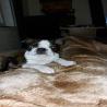 images/F_Wurf/Welpenbilder/IMG-20221002-WA0000.jpg