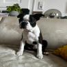 images/F_Wurf/Welpenbilder/IMG-20221002-WA0007.jpg